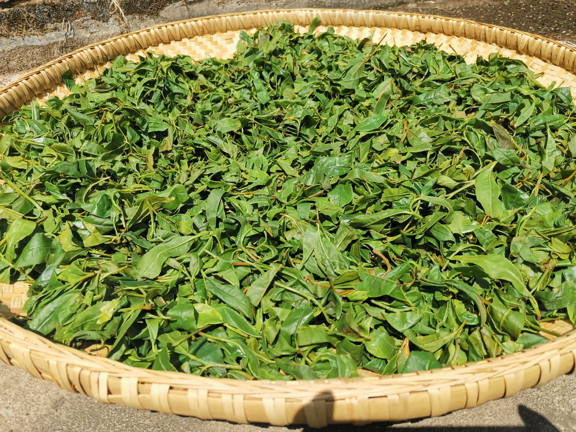 IMG_20210324_113602.jpg IMG_20210324_113602.jpg